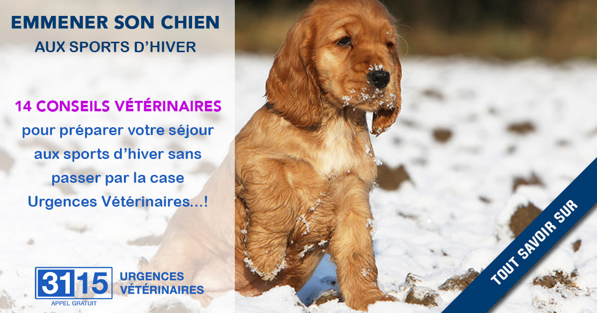 14 conseils vétérinaires pour emmener son chien aux sports d’hiver