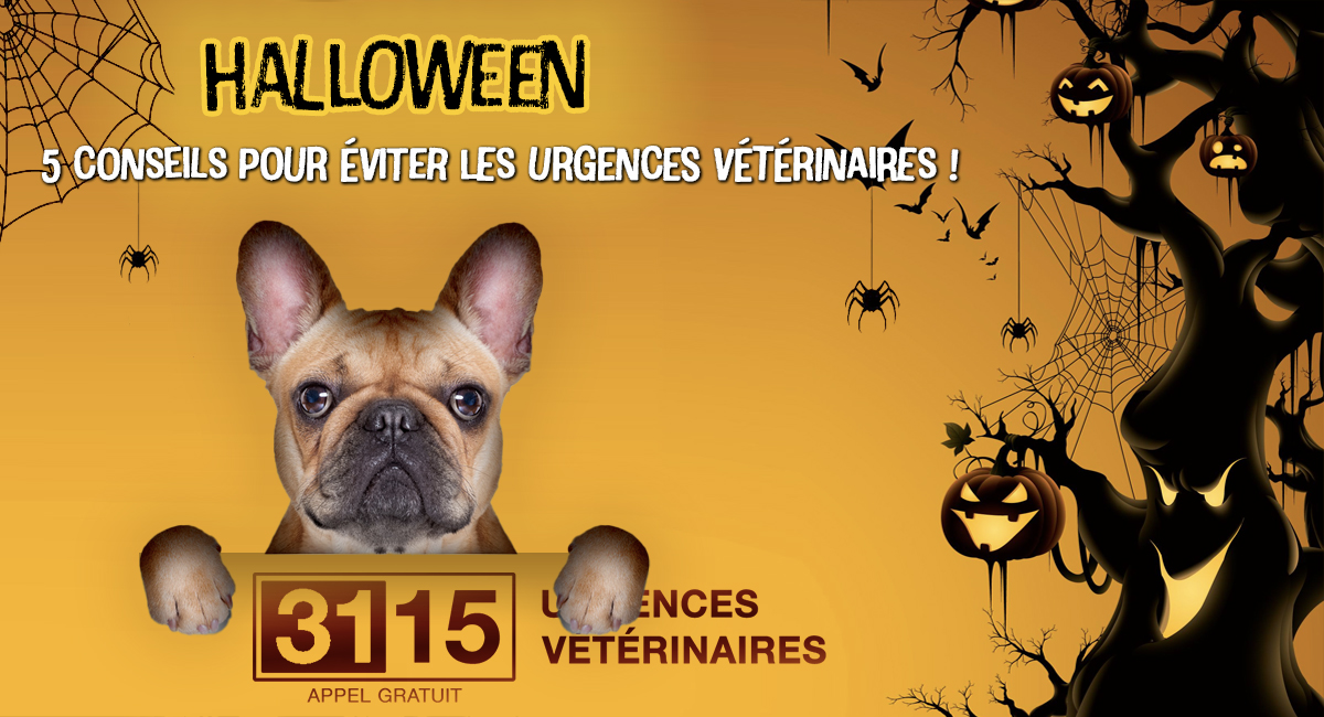 Halloween : 5 conseils pour éviter un passage aux urgences vétérinaires! Halloween : 5 conseils pour éviter un passage aux urgences vétérinaires!
