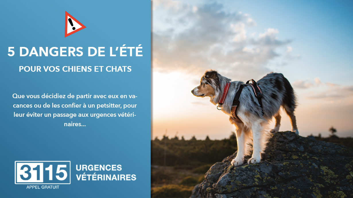 Les 5 dangers de l'été pour vos chiens et chats, prudence!