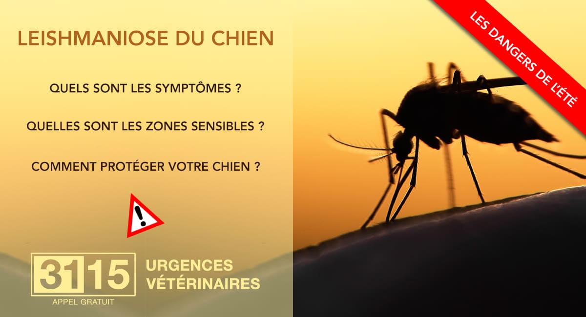 Leishmaniose du chien : Préparez-vous pour le sud ! Leishmaniose du chien : Préparez-vous pour le sud !