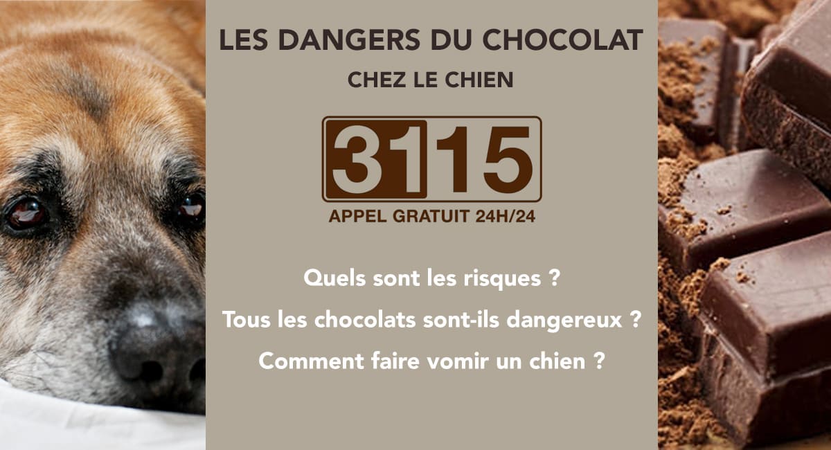 Les dangers du chocolat pour le chien - Urgences Vétérinaires