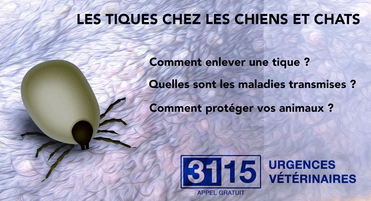 LES TIQUES chez le CHIEN et le CHAT : les premiers gestes LES TIQUES chez le CHIEN et le CHAT : les premiers gestes