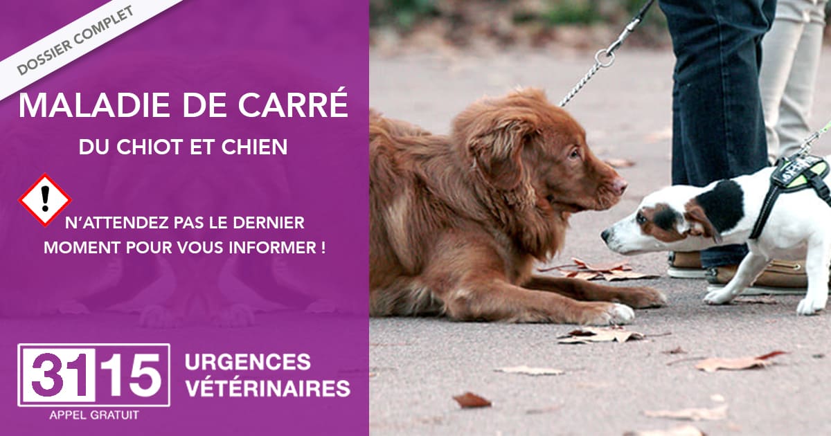 La Maladie de Carré chez le