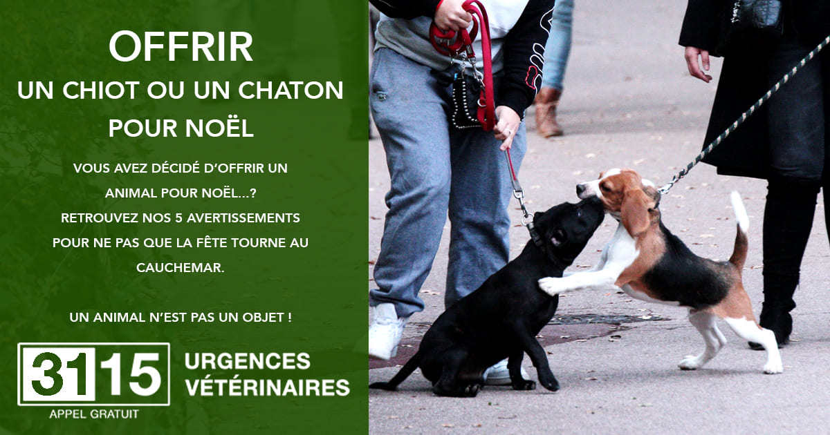 5 impératifs à savoir avant d'offrir un animal pour Noël 5 impératifs à savoir avant d'offrir un animal pour Noël