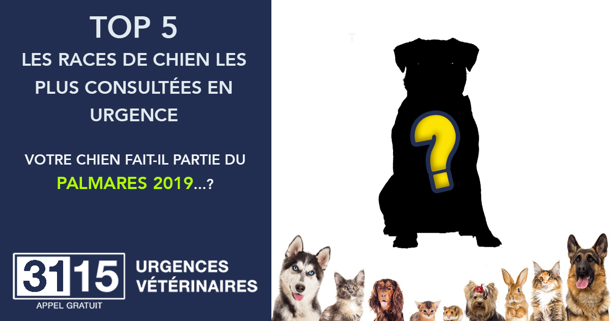 Le TOP 5 des races consultées en urgence en 2019! Le TOP 5 des races consultées en urgence en 2019!