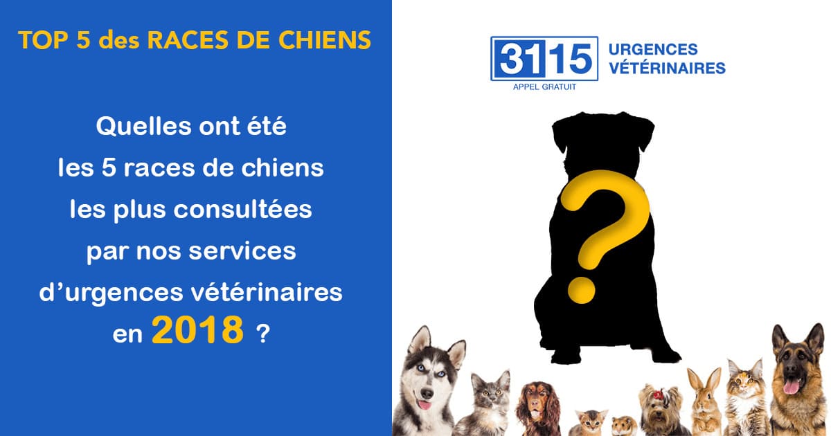 URGENCES VETERINAIRES : Le TOP 5 des races consultées en urgence URGENCES VETERINAIRES : Le TOP 5 des races consultées en urgence