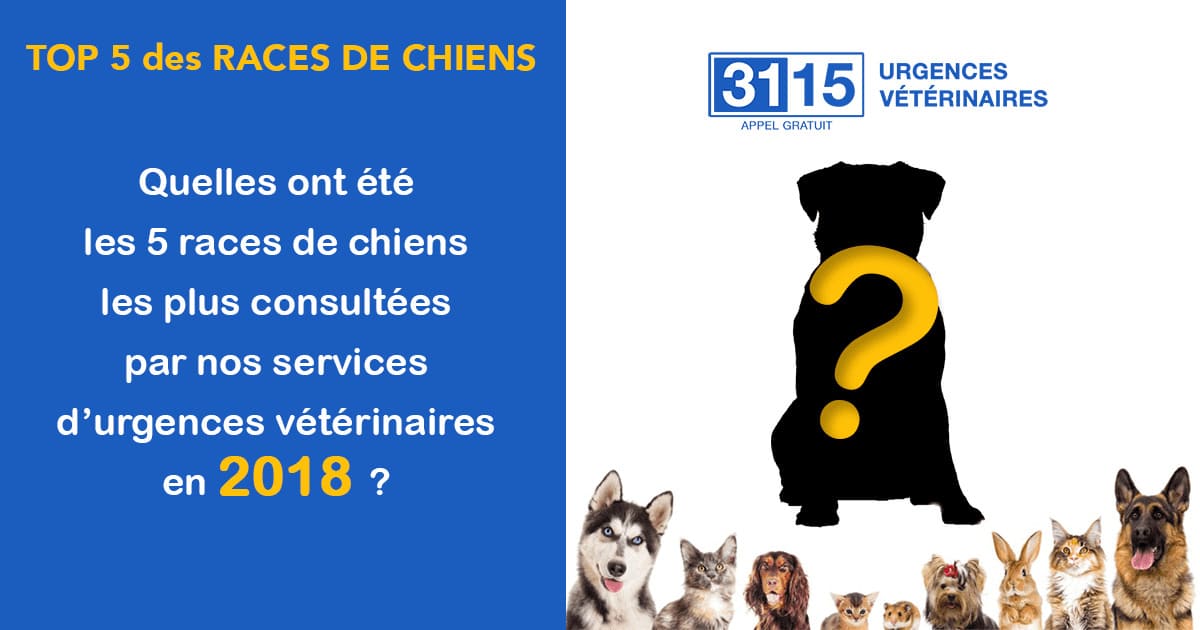 URGENCES VETERINAIRES : Le TOP 5 des races consultées en urgence