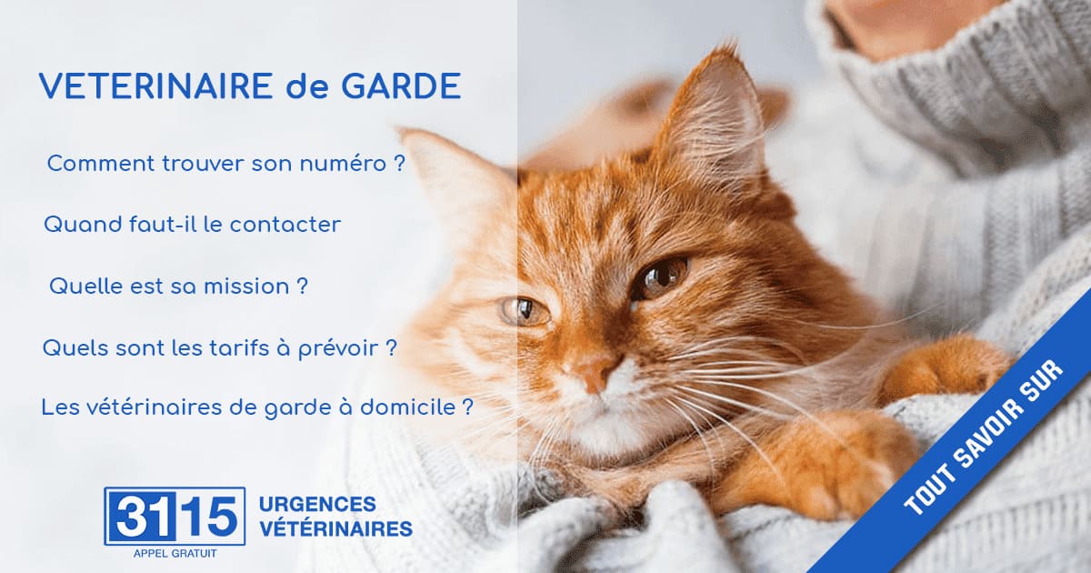 VETERINAIRE de GARDE : Comment trouver son numéro? Quand faut-il appeler?