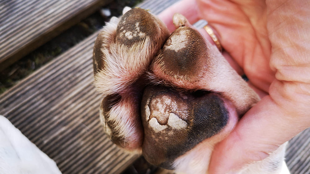 La brûlure des coussinets chez le chien