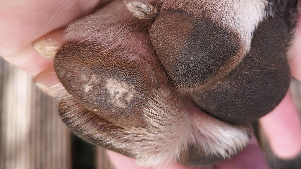 La brûlure des coussinets chez le chien