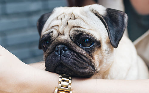 Les yeux du Carlin | Urgence VETERINAIRE Les yeux du Carlin | Urgence VETERINAIRE