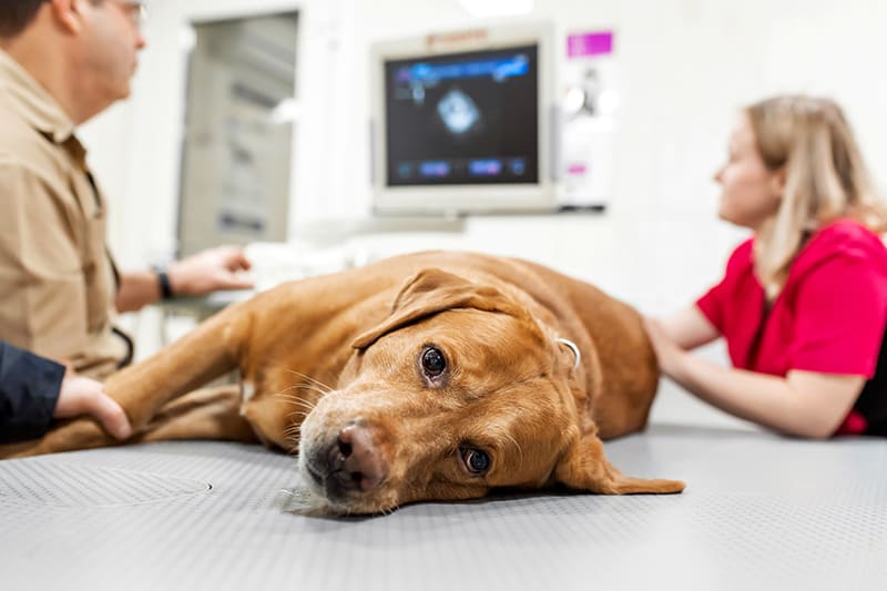 Urgences VETERINAIRES | VETERINAIRE de GARDE | Les Centres Hospitaliers Vétérinaires autour de Paris