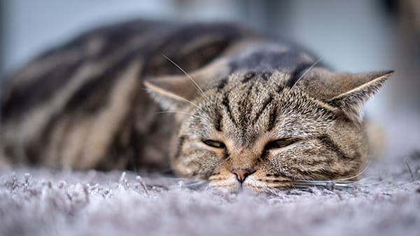 MON CHAT A DE LA FIÈVRE