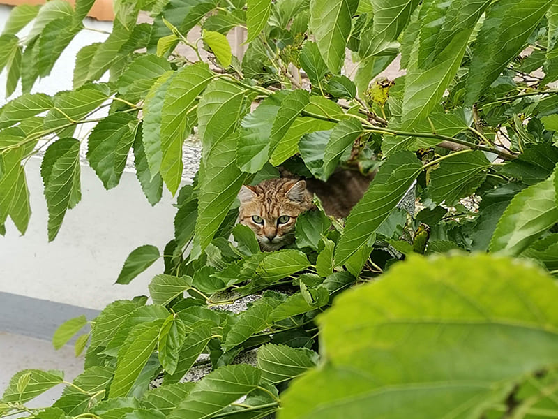 Mon chat est tombé du balcon, que faire?