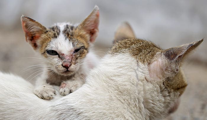 Coryza du chat et du chaton, que faire?