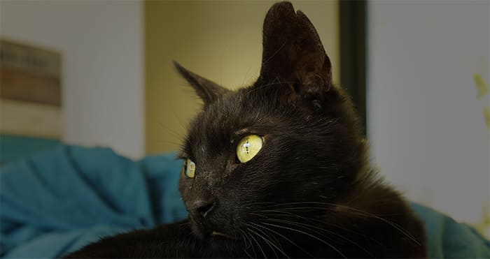 Mon chat a l’oeil fermé et qui coule, que dois-je faire?