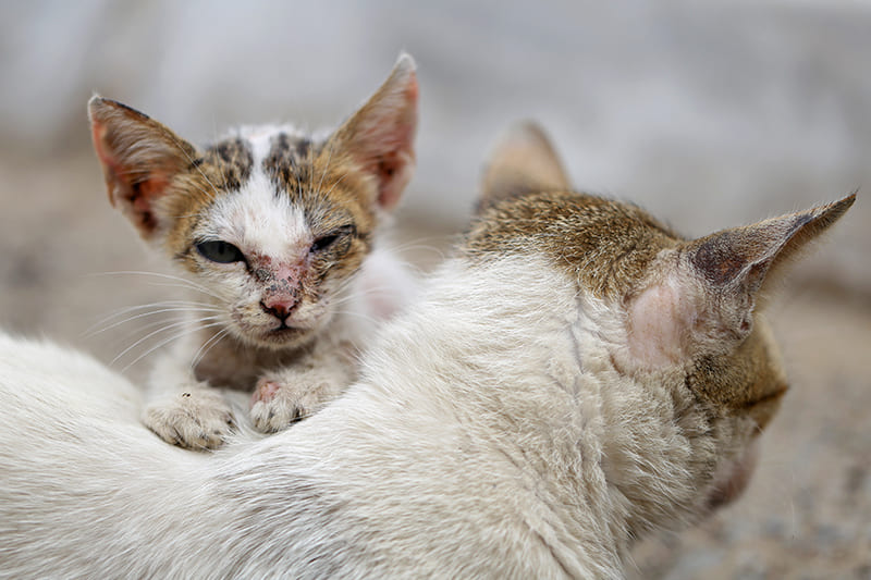 Le Typhus chez le chat et le chaton