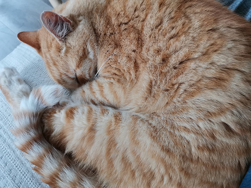 Mon chat est tombé du balcon, que faire?