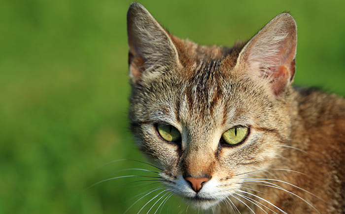 Mon chat ne sort pas, dois-je le vacciner contre le Coryza?