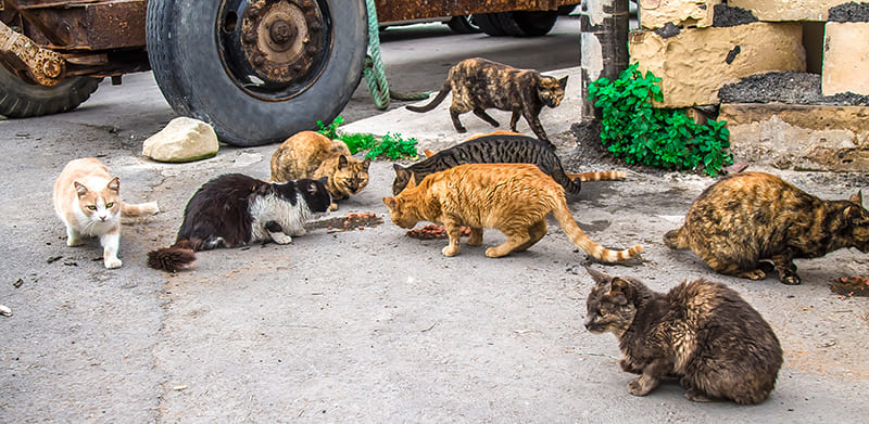 Le Typhus chez le chat et le chaton