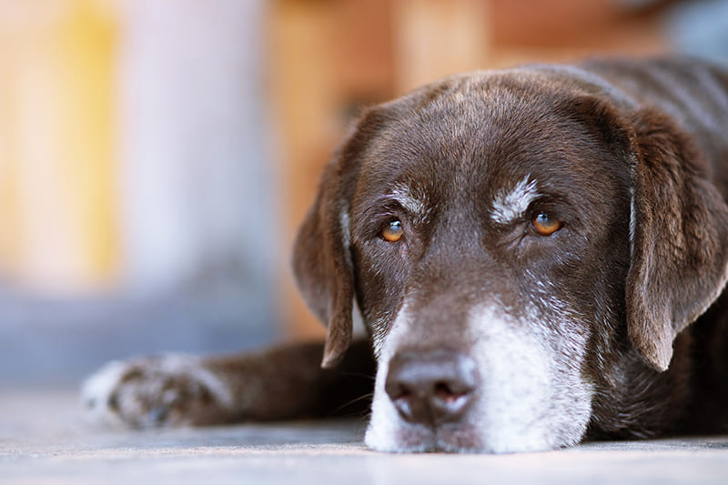 Urgence VETERINAIRE Chiens, Chats et NAC