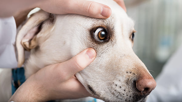 MON CHIEN A L'OEIL FERMÉ