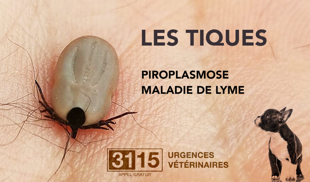 La piroplasmose chez le chien, tiques et babésiose