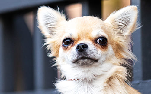 Les yeux du Chihuahua | Urgence VETERINAIRE Les yeux du Labrador | Urgence VETERINAIRE