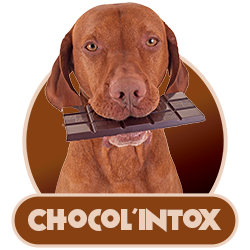 Calculateur Toxicité du chocolat chez le Chien