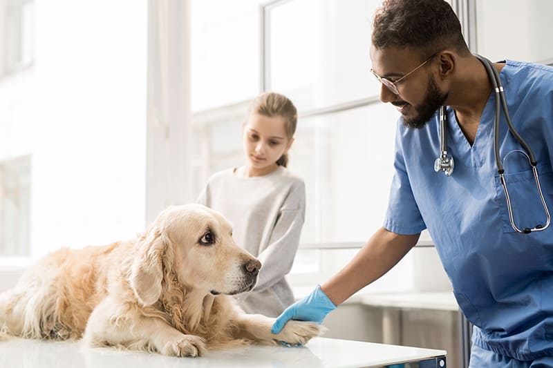 Urgences VETERINAIRES | Les cliniques d’Urgence Vétérinaire sur Paris