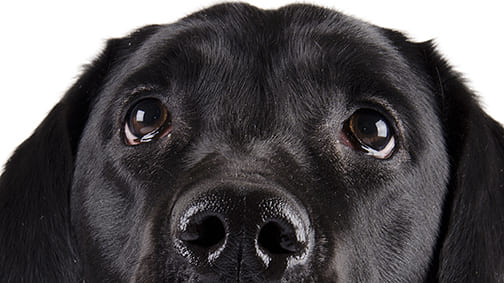 Comment nettoyer l’oeil de mon chien?