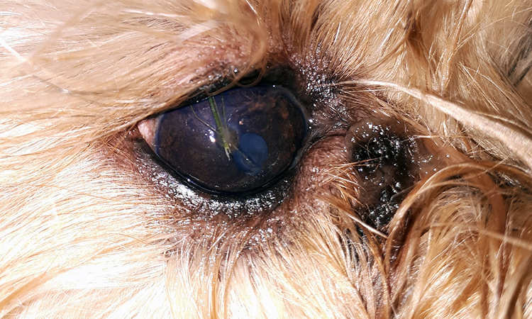 Mon chien a un épillet dans l'oeil