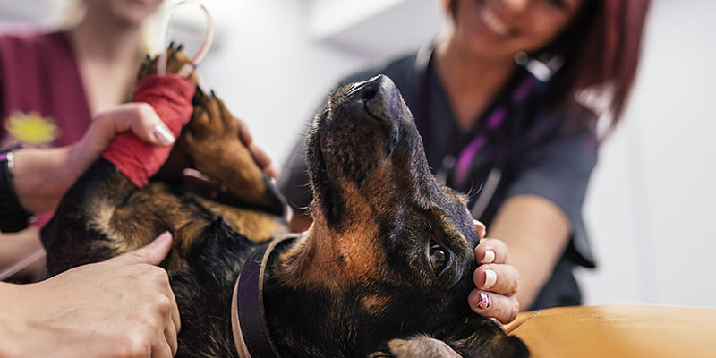 Gestation chien | Informations Santé Animale