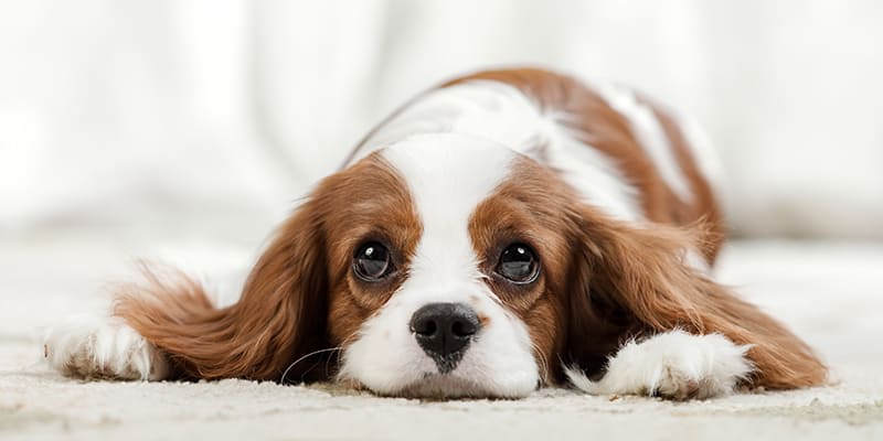 Gestation chien | Informations Santé Animale