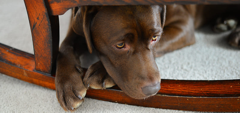 La Grossesse Nerveuse chez la Chienne