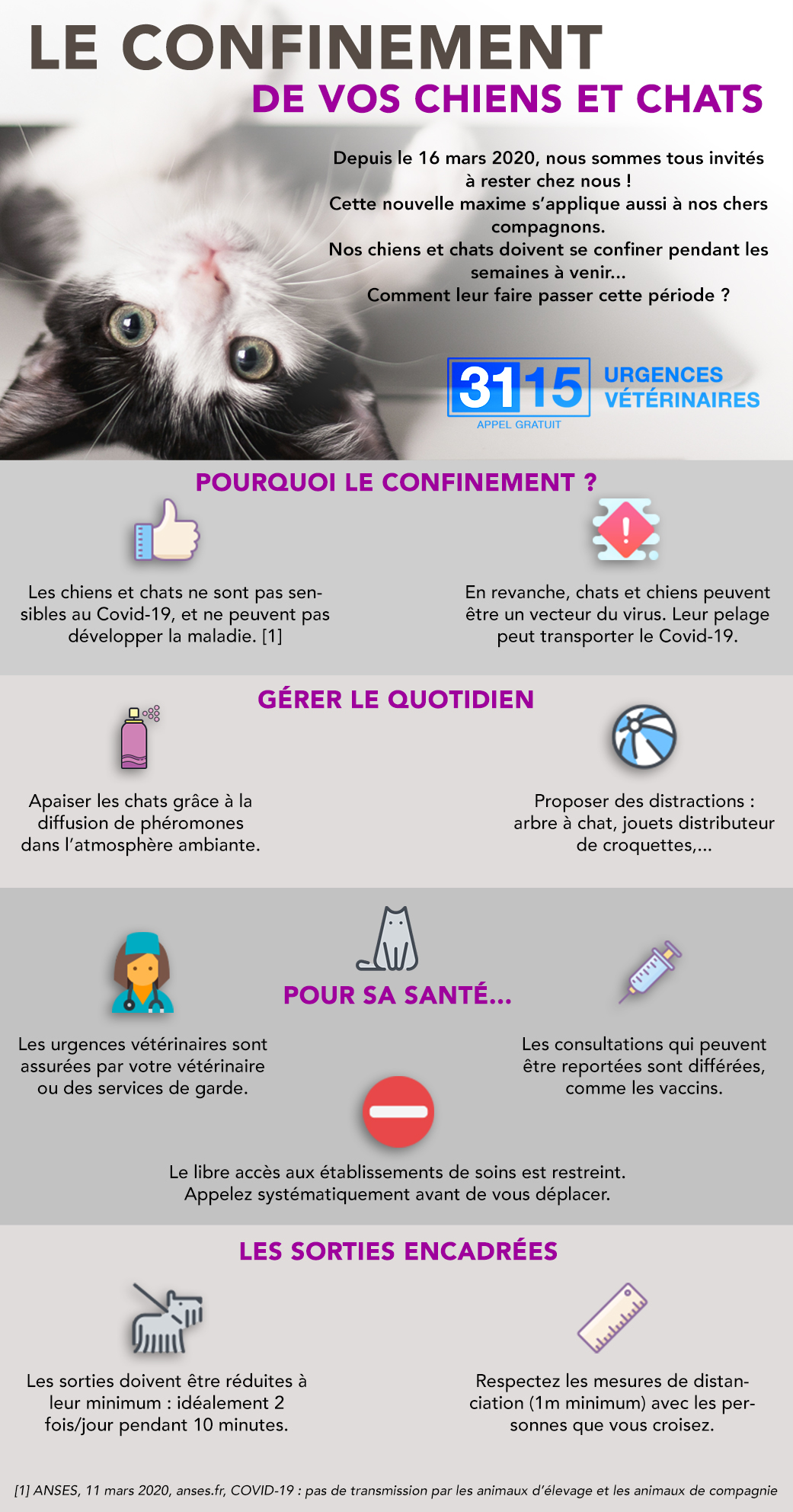 Infographie Confinement des animaux domestiques Infographie Confinement des animaux domestiques