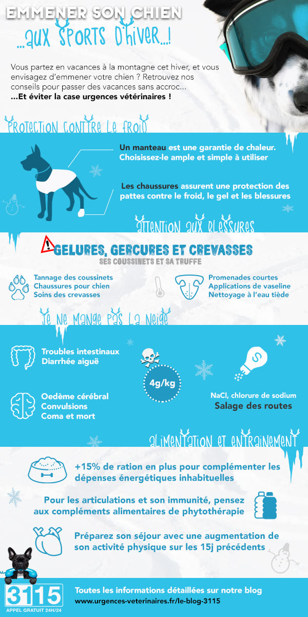 Pourquoi mettre des chaussures à son chien en hiver