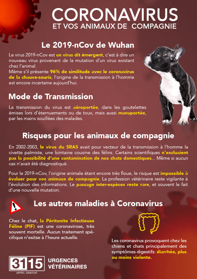 Infographie Coronavirus et animaux domestiques