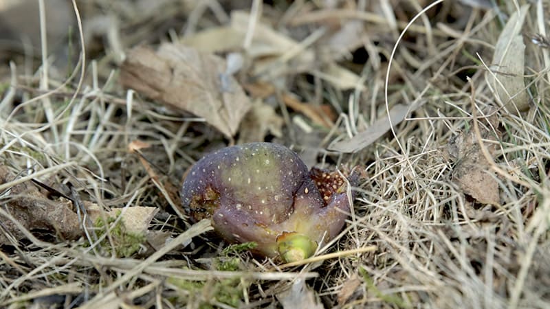 Intoxication à l’alcool chez le chien due aux fruits tombés au sol