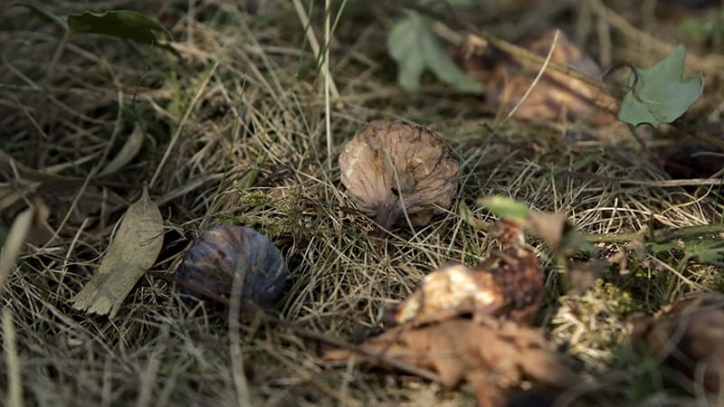 Intoxication à l’alcool chez le chien due aux fruits tombés au sol