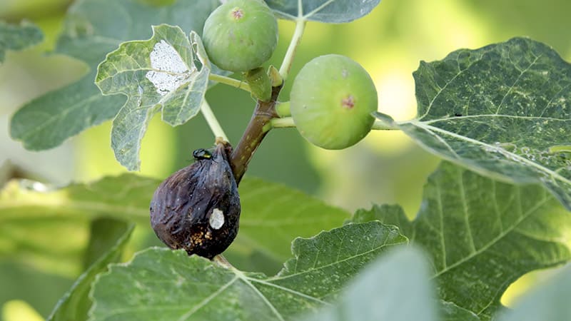 Intoxication à l’alcool chez le chien due aux fruits tombés au sol