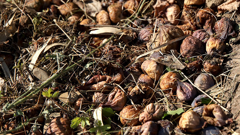 Intoxication à l’alcool chez le chien due aux fruits tombés au sol
