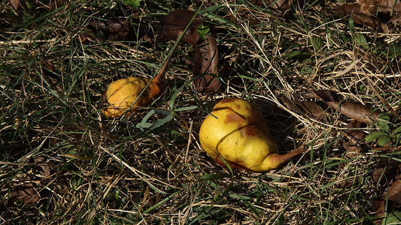 Intoxication à l’alcool chez le chien due aux fruits tombés au sol