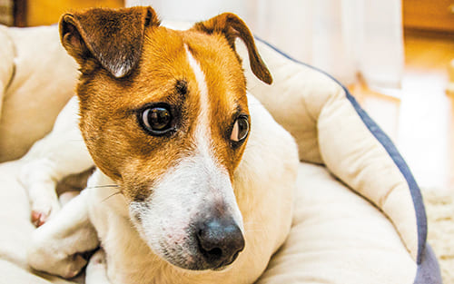 Les yeux du Jack Russel | Urgence VETERINAIRE Les yeux du Carlin | Urgence VETERINAIRE