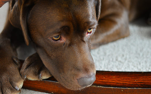 Les yeux du Labrador | Urgence VETERINAIRE