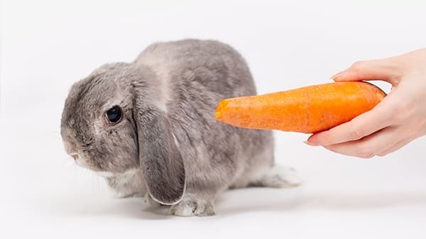MON LAPIN NE MANGE PLUS