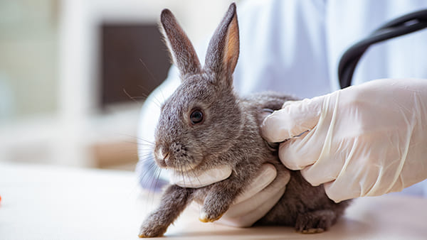 MON LAPIN A LA TÊTE PENCHÉE