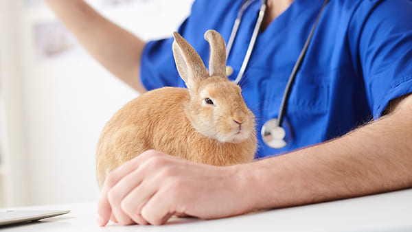 MON LAPIN ETERNUE