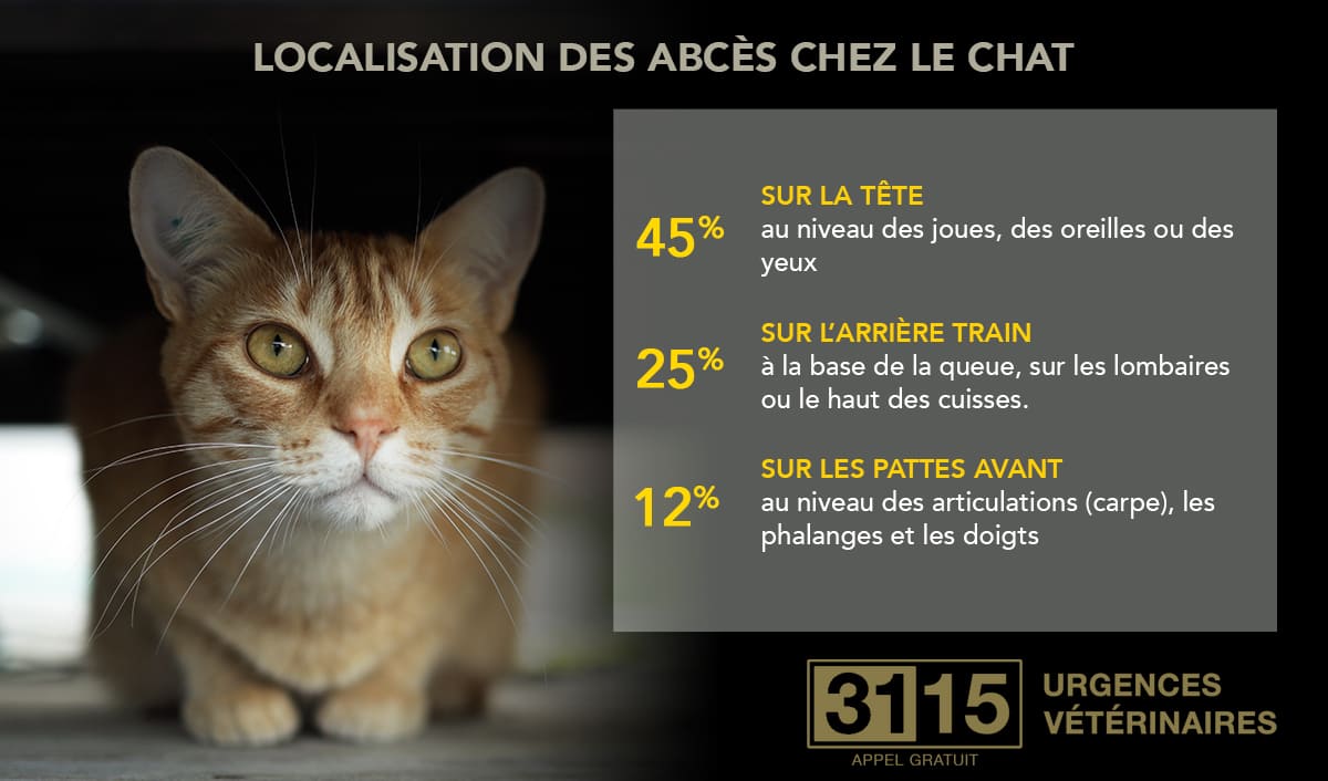 L’abcès du chat : principales localisations