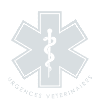 Sos Veterinaire Mon Chat A L Oeil Ferme Et Qui Coule Que Dois Je Faire